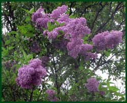 Weeping lilac
