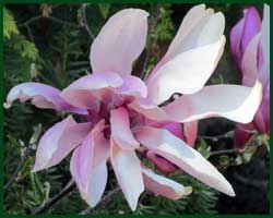 magnolia Betty