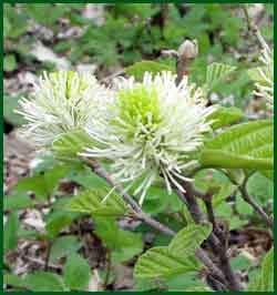 Buttonbush-Cephalanthus-occidentalis