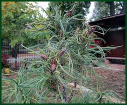 Pinus strobus ' Torulosa ' 