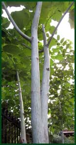 stripe bark maple