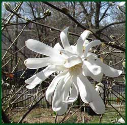 magnolia royal star