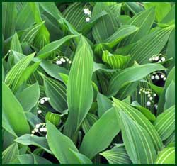 variegated lily of the valley