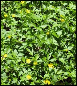 Yellow thimbleweed