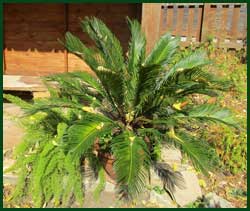sago palm tree with foxtail fern