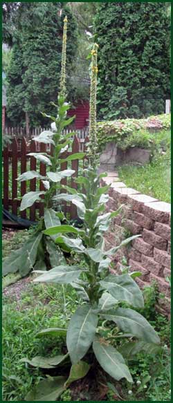 Mullein (Aaron's rod, Indian tobacco, Bullock's Lungwort, Lady's Foxglove)