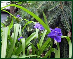 spiderwort