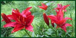 garden lily--asiatic