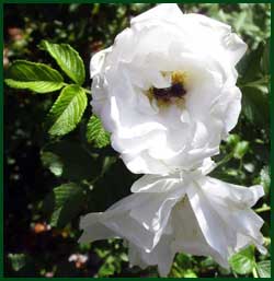 white shrub rose