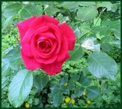 red shrub rose