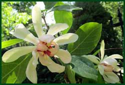 Calycanthus white flowering sweetshrub (venus) 