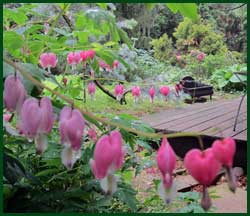 old fashioned pink bleeding heart
