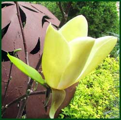 yellow magnolia sunspire