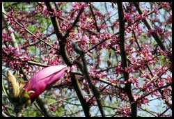 red bud with magnolia Betty