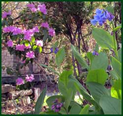 Virginia bluebells with azalea