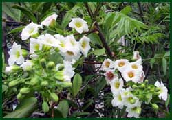 Shiny-leaf Yellowhorn (Xanthoceras sorbifolium)
