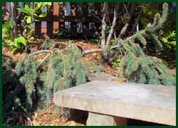 wells weeping spruce