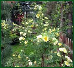 Persian Yellow Rose (Rosa 'Persian Yellow')