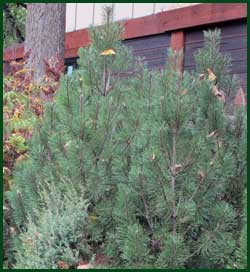 Compact mugo pine